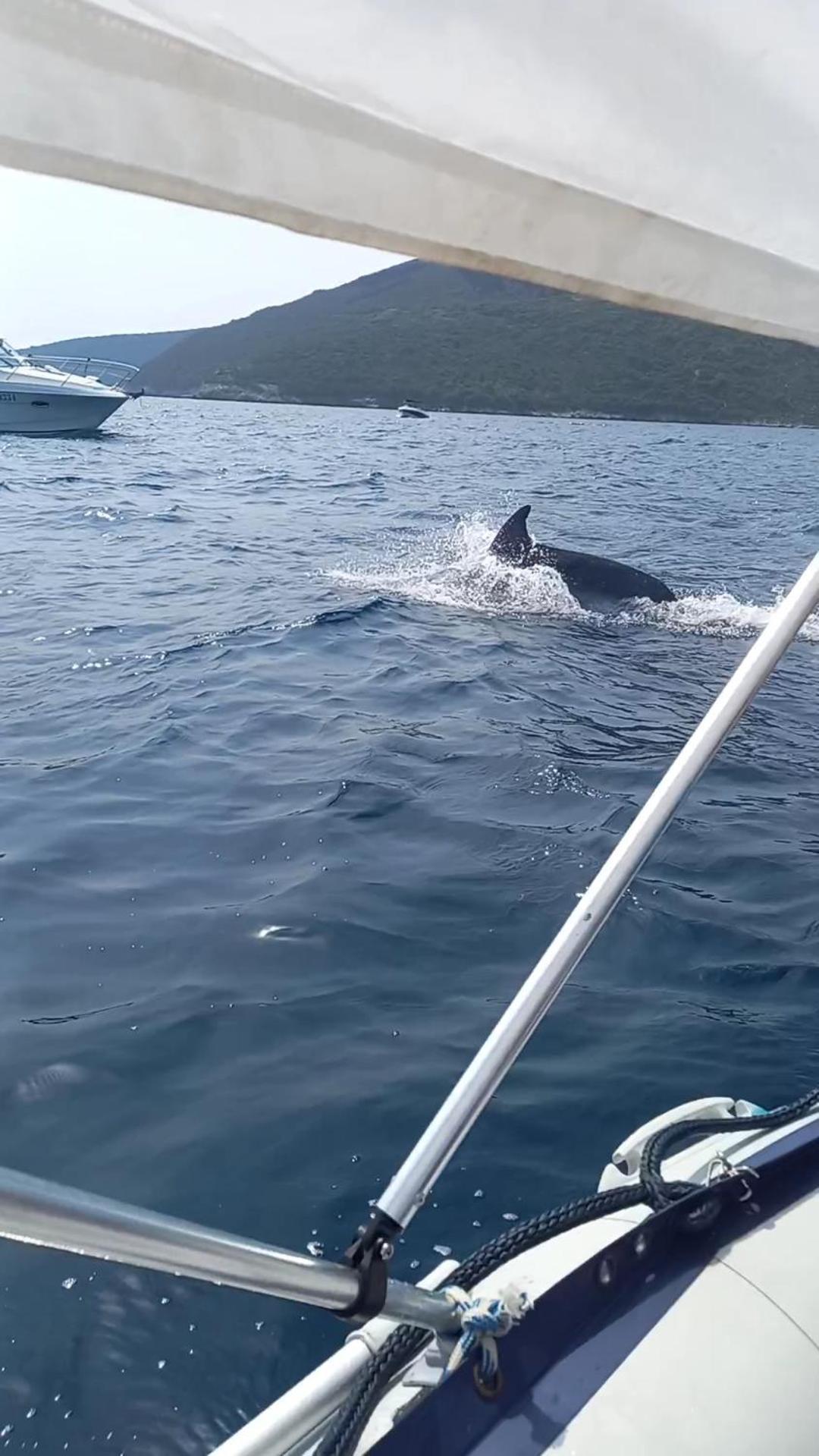 Apartmani Milena Herceg Novi Dış mekan fotoğraf